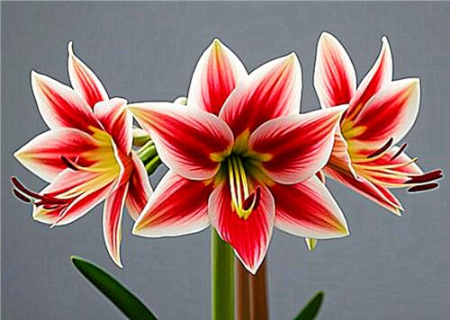 Amaryllis Zwiebel,Echte Hippeastrum ZwiebelnWinterhart,Exklusive Blumenzwiebeln,Winterhart Mehrjährig-1zwiebeln-C von MHOLDC