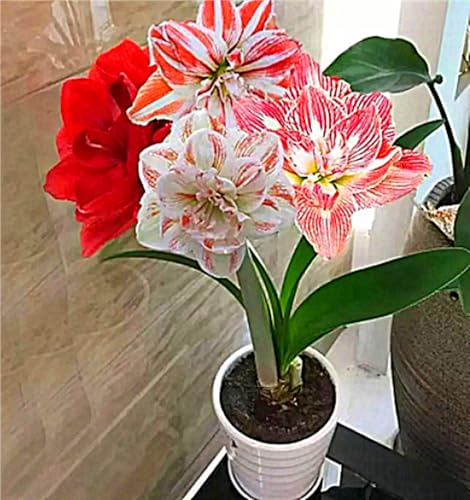 Amaryllis Zwiebel,Echte Hippeastrum ZwiebelnWinterhart,Exklusive Blumenzwiebeln,Winterhart Mehrjährig-4zwiebeln-F von MHOLDC