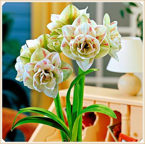 Amaryllis Zwiebel,Winterhart,Exklusive Blumenzwiebeln,Echte Hippeastrum Zwiebeln,Winterhart Mehrjährig-4zwiebeln-A von MHOLDC