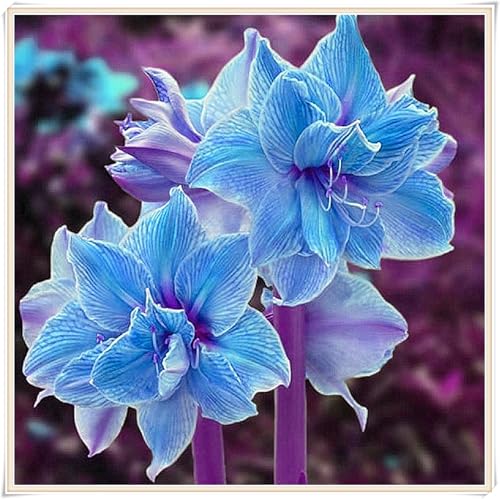 Amarylliszwiebel,Amaryllis Zwiebel Winterhart,Zwiebelpflanze,Amaryllis Pflanze,Garten,Amaryllis -1zwiebeln-H von MHOLDC