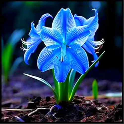Amarylliszwiebel,Zwiebelpflanze,Amaryllis Pflanze,Garten,Amaryllis,Amaryllis Zwiebel Winterhart-2zwiebeln-G von MHOLDC