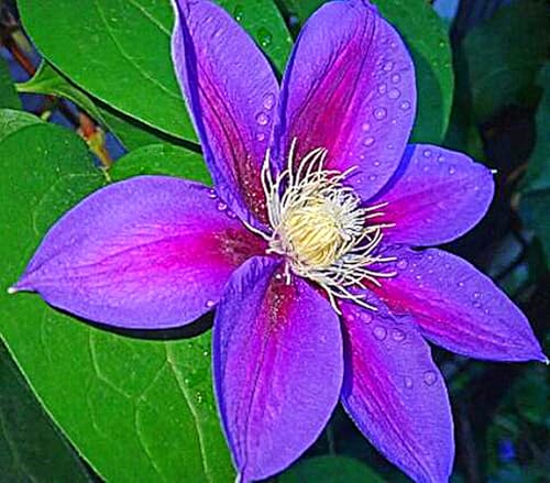 Clematis-Zwiebel, Kletterpflanze,DüRretolerant, Vermehrbare,Clematis Grandiflora, Krautige Rebe,Winterhart Mehrjährig, Winterhart, Kletterpflanze,Gartenpflanze-4zwiebeln-C von MHOLDC
