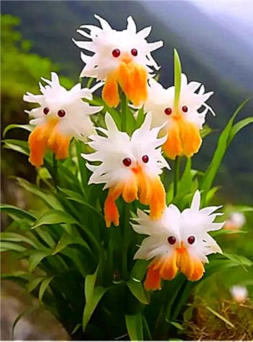 Cymbidium Zwiebeln,SchmüCken Schlafzimmer,Duftende,Winterhart Mehrjährig Stauden,Frische Luft,Winterhart-10zwiebeln-G Cymbidium Zwiebeln,SchmüCken Schlafzimmer,Duftende,Winterhart Mehrjährig Stauden,Frische Luft,Winterhart-10zwiebeln-G von MHOLDC