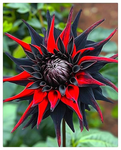Dahlienzwiebel,GroßEn BlüTen,Dahlien Knollen Winterhart,Langer BlüTezeit,Winterhart Mehrjährig-4zwiebeln-J Dahlienzwiebel,GroßEn BlüTen,Dahlien Knollen Winterhart,Langer BlüTezeit,Winterhart Mehrjährig-4zwiebeln-J von MHOLDC