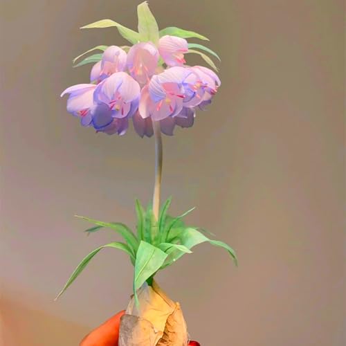 Fritillaria Rhizome,LaternenRhizome,Rstaunliche Rhizome,Caladium-Rhizome,Bodendecker,Winterharte,Rhizome,FrüHblüHer-4 Rhizome-H Fritillaria Rhizome,LaternenRhizome,Rstaunliche Rhizome,Caladium-Rhizome,Bodendecker,Winterharte,Rhizome,FrüHblüHer-4 Rhizome-H von MHOLDC