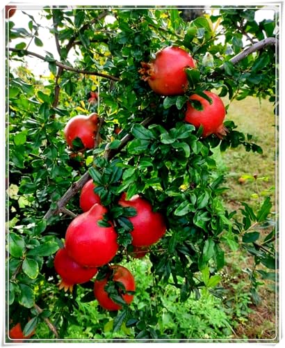 Granatapfelbaum,BaumRhizome,ObstRhizome,MehrjäHrige Rhizome,Winterhart,Winterharter Granatapfel-3 Rhizome-A Granatapfelbaum,BaumRhizome,ObstRhizome,MehrjäHrige Rhizome,Winterhart,Winterharter Granatapfel-3 Rhizome-A von MHOLDC