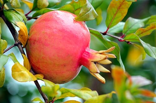 Granatapfelbaum,BaumRhizome,ObstRhizome,MehrjäHrige Rhizome,Winterhart,Winterharter Granatapfel-4 Rhizome-B Granatapfelbaum,BaumRhizome,ObstRhizome,MehrjäHrige Rhizome,Winterhart,Winterharter Granatapfel-4 Rhizome-B von MHOLDC