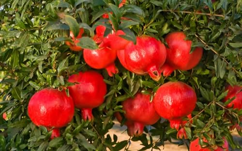 Granatapfelbaum,BaumRhizome,ObstRhizome,MehrjäHrige Rhizome,Winterhart,Winterharter Granatapfel-4 Rhizome-C Granatapfelbaum,BaumRhizome,ObstRhizome,MehrjäHrige Rhizome,Winterhart,Winterharter Granatapfel-4 Rhizome-C von MHOLDC