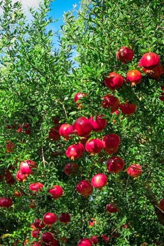 Granatapfelbaum,BaumRhizome,ObstRhizome,MehrjäHrige Rhizome,Winterhart,Winterharter Granatapfel-4 Rhizome-H Granatapfelbaum,BaumRhizome,ObstRhizome,MehrjäHrige Rhizome,Winterhart,Winterharter Granatapfel-4 Rhizome-H von MHOLDC