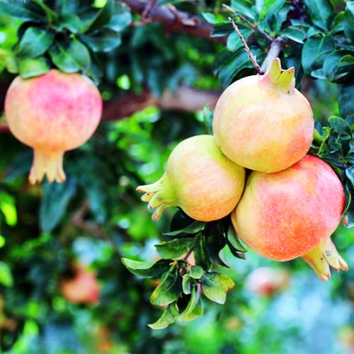 Granatapfelbaum,Baumpflanze,Obstpflanze,MehrjäHrige Rhizome,Winterhart,Winterharter Granatapfel-1 Rhizome-B Granatapfelbaum,Baumpflanze,Obstpflanze,MehrjäHrige Rhizome,Winterhart,Winterharter Granatapfel-1 Rhizome-B von MHOLDC