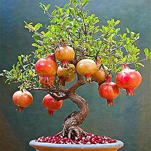 Granatapfelbaum,Baumpflanze,Obstpflanze,MehrjäHrige Rhizome,Winterhart,Winterharter Granatapfel-2 Rhizome-D von MHOLDC