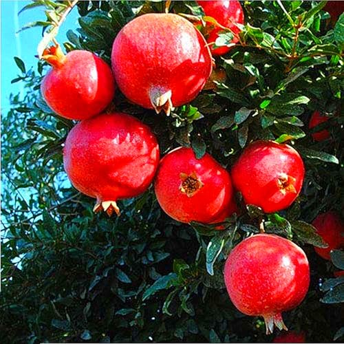 Granatapfelbaum,Baumpflanze,Obstpflanze,MehrjäHrige Rhizome,Winterhart,Winterharter Granatapfel-2 Rhizome-F Granatapfelbaum,Baumpflanze,Obstpflanze,MehrjäHrige Rhizome,Winterhart,Winterharter Granatapfel-2 Rhizome-F von MHOLDC