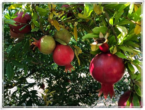 Granatapfelbaum,Baumpflanze,Obstpflanze,MehrjäHrige Rhizome,Winterhart,Winterharter Granatapfel-4 Rhizome-H von MHOLDC