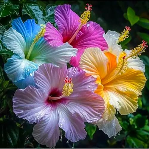 Hibiskus Rhizome,Vier-Jahreszeiten-Pflanzen,Hibiskus,Hibiskus Pflanzen,GroßE Und Bunte Blumen,Winterhart-4Rhizome-E Hibiskus Rhizome,Vier-Jahreszeiten-Pflanzen,Hibiskus,Hibiskus Pflanzen,GroßE Und Bunte Blumen,Winterhart-4Rhizome-E von MHOLDC