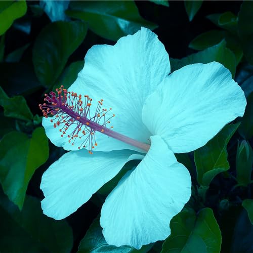 Hibiskuszwiebel, GroßE Und Bunte BlüTen,RiesenblüTen, SchöNe Topfpflanze，Schnittblume，Staudenhibiskus, BlüHend, Winterharte Stauden，Hibiscus-2zwiebeln-B von MHOLDC