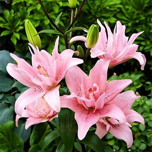 Lilienzwiebeln, Blumenzwiebeln, Riesenlilien Baumlilien Winterhart MehrjäHrig, Frische Luft,Winterhart MehrjäHrig,Blumenzwiebeln, Temperament,Gartenpflanzen-2zwiebeln-A Lilienzwiebeln, Blumenzwiebeln, Riesenlilien Baumlilien Winterhart MehrjäHrig, Frische Luft,Winterhart MehrjäHrig,Blumenzwiebeln, Temperament,Gartenpflanzen-2zwiebeln-A von MHOLDC