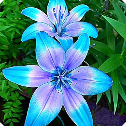 Lilienzwiebeln,Lilium Martagon,Winterharte Stauden,Lilium,Lilien Winterhart MehrjäHrig,Lilien Winterhart-2zwiebeln-D von MHOLDC