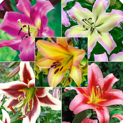 Lilienzwiebeln,Winterhart MehrjäHrig,Riesenlilien Baumlilien,Blumenzwiebeln,Lilie Blume,Temperament-2zwiebeln-J von MHOLDC