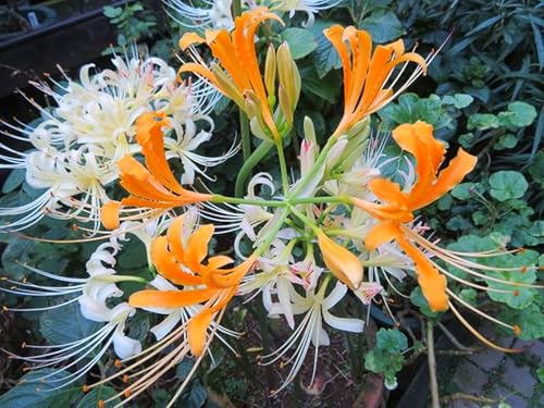 Lycoris-Rhizome,MehrjäHrige Rhizome,Winterhart,Balkon,Seltene Rhizome,Innenhof,Spinnenlilie-4 Rhizome-F Lycoris-Rhizome,MehrjäHrige Rhizome,Winterhart,Balkon,Seltene Rhizome,Innenhof,Spinnenlilie-4 Rhizome-F von MHOLDC