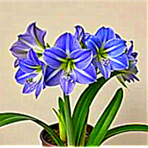 MehrjäHrige Amaryllis -Rhizome,Gartendekoration,Kein GießEn Erforderlich,Winterhart,üBerraschendes Wachstum-2 Rhizome-I MehrjäHrige Amaryllis -Rhizome,Gartendekoration,Kein GießEn Erforderlich,Winterhart,üBerraschendes Wachstum-2 Rhizome-I von MHOLDC