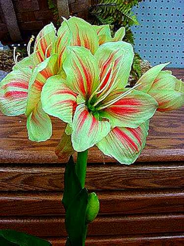 MehrjäHrige Amaryllis -Rhizome,Gartendekoration,Kein GießEn Erforderlich,Winterhart,üBerraschendes Wachstum-5 Rhizome-A MehrjäHrige Amaryllis -Rhizome,Gartendekoration,Kein GießEn Erforderlich,Winterhart,üBerraschendes Wachstum-5 Rhizome-A von MHOLDC