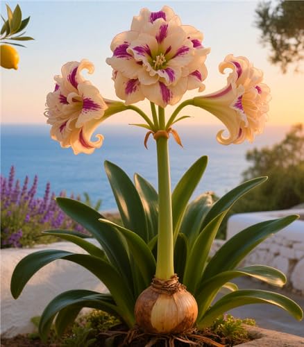 MehrjäHrige Amaryllis -Rhizome,Gartendekoration,Kein GießEn Erforderlich,Winterhart,üBerraschendes Wachstum-5 Rhizome-H MehrjäHrige Amaryllis -Rhizome,Gartendekoration,Kein GießEn Erforderlich,Winterhart,üBerraschendes Wachstum-5 Rhizome-H von MHOLDC