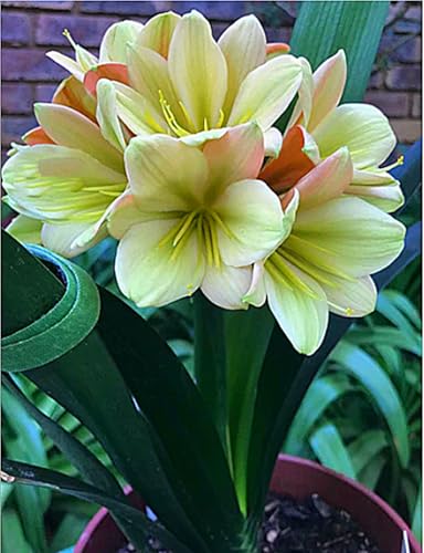 MehrjäHrige Amaryllis -Rhizome,üBerraschendes Wachstum,Gartendekoration,Kein GießEn Erforderlich,Winterhart-4 Rhizome-J MehrjäHrige Amaryllis -Rhizome,üBerraschendes Wachstum,Gartendekoration,Kein GießEn Erforderlich,Winterhart-4 Rhizome-J von MHOLDC