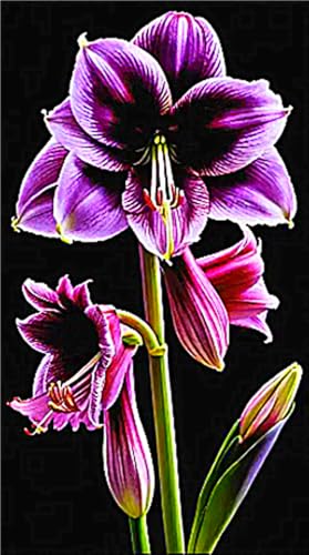 MehrjäHrige Amaryllis -Rhizome,üBerraschendes Wachstum,Gartendekoration,Kein GießEn Erforderlich,Winterhart-5 Rhizome-D MehrjäHrige Amaryllis -Rhizome,üBerraschendes Wachstum,Gartendekoration,Kein GießEn Erforderlich,Winterhart-5 Rhizome-D von MHOLDC