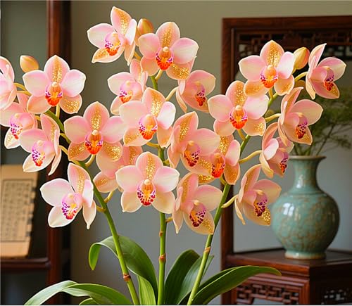 MehrjäHrige Cymbidium-Rhizom, üBerraschendes Wachstum, Gartendekoration, Kein GießEn Erforderlich,Winterhart-10 Rhizom-D von MHOLDC