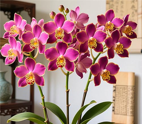 MehrjäHrige Cymbidium-Rhizom, üBerraschendes Wachstum, Gartendekoration, Kein GießEn Erforderlich,Winterhart-5 Rhizom-B MehrjäHrige Cymbidium-Rhizom, üBerraschendes Wachstum, Gartendekoration, Kein GießEn Erforderlich,Winterhart-5 Rhizom-B von MHOLDC