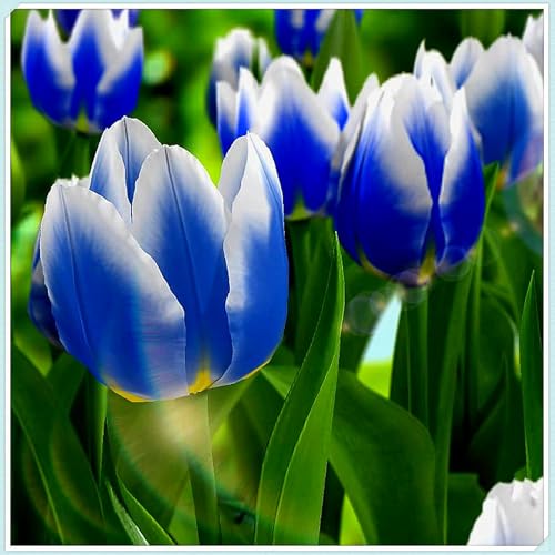 MehrjäHrige Tulpen-Rhizome,üBerraschendes Wachstum,Gartendekoration,Kein GießEn Erforderlich,Winterhart-3 Rhizome-H MehrjäHrige Tulpen-Rhizome,üBerraschendes Wachstum,Gartendekoration,Kein GießEn Erforderlich,Winterhart-3 Rhizome-H von MHOLDC