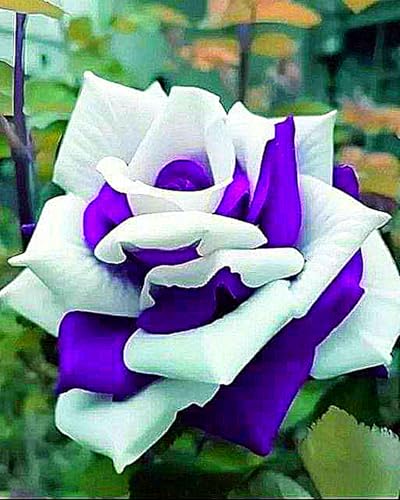 Rosen Zwiebeln,Kletterpflanzen,Winterhart MehrjäHrig,Gartenblumen,Rosen Pflanze,Rosenrhizom-2rhizome-D Rosen Zwiebeln,Kletterpflanzen,Winterhart MehrjäHrig,Gartenblumen,Rosen Pflanze,Rosenrhizom-2rhizome-D von MHOLDC