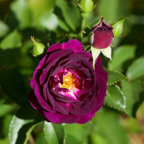 Rosenzwiebeln, Kletterpflanzen, Rosen,WunderschöNe Rosen, Duftende Blumen,Winterharte Staude,Im Freien, Geeignet FüR TöPfe, Rosen Pflanzen Winterhart-2zwiebeln-A von MHOLDC