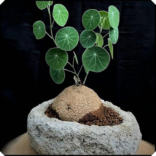 Stephania-Pflanze,Im Topf Oder Auf Der Terrasse,Winterharte Staude,Stephanotis,Stephania Erecta Knolle-1zwiebeln-A Stephania-Pflanze,Im Topf Oder Auf Der Terrasse,Winterharte Staude,Stephanotis,Stephania Erecta Knolle-1zwiebeln-A von MHOLDC