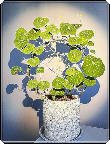 Stephania-Pflanze,Im Topf Oder Auf Der Terrasse,Winterharte Staude,Stephanotis,Stephania Erecta Knolle-3zwiebeln-B von MHOLDC