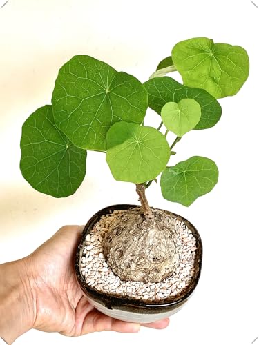 Stephania-Pflanze,Im Topf Oder Auf Der Terrasse,Winterharte Staude,Stephanotis,Stephania Erecta Knolle-4zwiebeln-C Stephania-Pflanze,Im Topf Oder Auf Der Terrasse,Winterharte Staude,Stephanotis,Stephania Erecta Knolle-4zwiebeln-C von MHOLDC