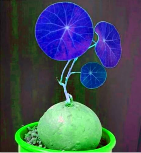 Stephania-Pflanze,Im Topf Oder Auf Der Terrasse,Winterharte Staude,Stephanotis,Stephania Erecta Knolle-4zwiebeln-E Stephania-Pflanze,Im Topf Oder Auf Der Terrasse,Winterharte Staude,Stephanotis,Stephania Erecta Knolle-4zwiebeln-E von MHOLDC
