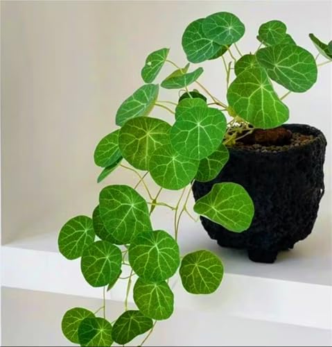 Stephania-Pflanze,Im Topf Oder Auf Der Terrasse,Winterharte Staude,Stephanotis,Stephania Erecta Knolle-4zwiebeln-F Stephania-Pflanze,Im Topf Oder Auf Der Terrasse,Winterharte Staude,Stephanotis,Stephania Erecta Knolle-4zwiebeln-F von MHOLDC