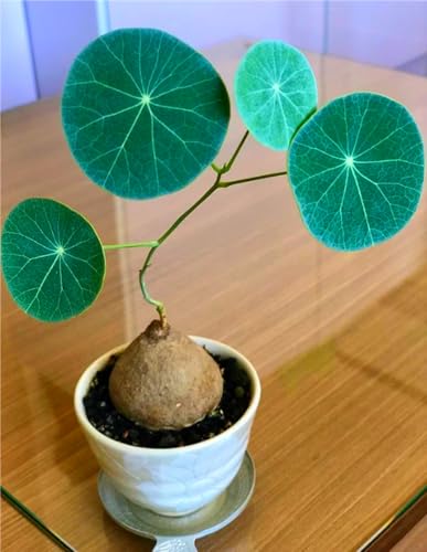 Stephania-Pflanze,Im Topf Oder Auf Der Terrasse,Winterharte Staude,Stephanotis,Stephania Erecta Knolle-4zwiebeln-H Stephania-Pflanze,Im Topf Oder Auf Der Terrasse,Winterharte Staude,Stephanotis,Stephania Erecta Knolle-4zwiebeln-H von MHOLDC