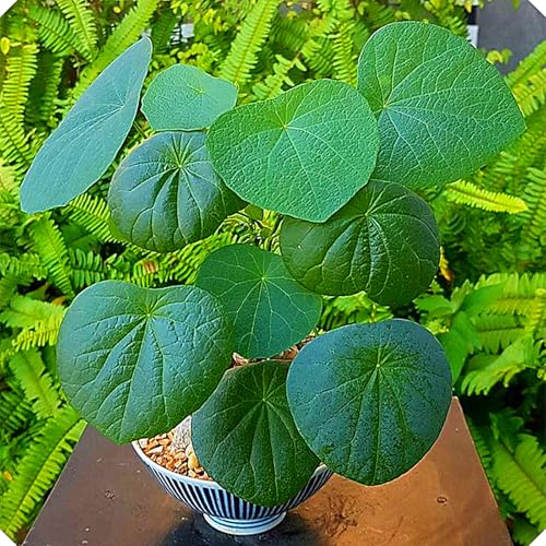 Stephania-Pflanze,Im Topf Oder Auf Der Terrasse,Winterharte Staude,Stephanotis,Stephania Erecta Knolle-5zwiebeln-D von MHOLDC