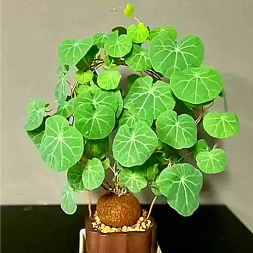 Stephania-Pflanze,Winterharte Staude,Stephanotis,Stephania Erecta,Im Topf Oder Auf Der Terrasse-2zwiebeln-A Stephania-Pflanze,Winterharte Staude,Stephanotis,Stephania Erecta,Im Topf Oder Auf Der Terrasse-2zwiebeln-A von MHOLDC