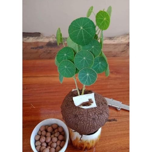 Stephania-Pflanze,Winterharte Staude,Stephanotis,Stephania Erecta,Im Topf Oder Auf Der Terrasse-2zwiebeln-E Stephania-Pflanze,Winterharte Staude,Stephanotis,Stephania Erecta,Im Topf Oder Auf Der Terrasse-2zwiebeln-E von MHOLDC