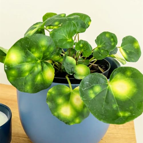 Stephania-Pflanze,Winterharte Staude,Stephanotis,Stephania Erecta,Im Topf Oder Auf Der Terrasse-4zwiebeln-D Stephania-Pflanze,Winterharte Staude,Stephanotis,Stephania Erecta,Im Topf Oder Auf Der Terrasse-4zwiebeln-D von MHOLDC