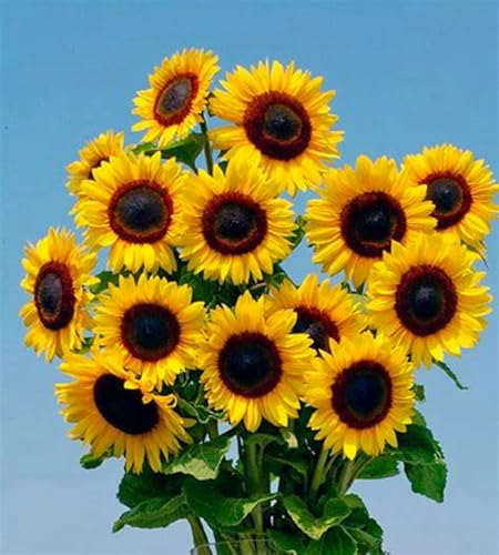 Sunflower Seeds, Sunflowers,Sonnenblumensamen Saatgut,Morning Sun,Four-Season FlowersSunshine,Winterhart Mehrjährig, Bright Flowers, Sonnenblume Hohe Riesen-2500pcs-B von MHOLDC