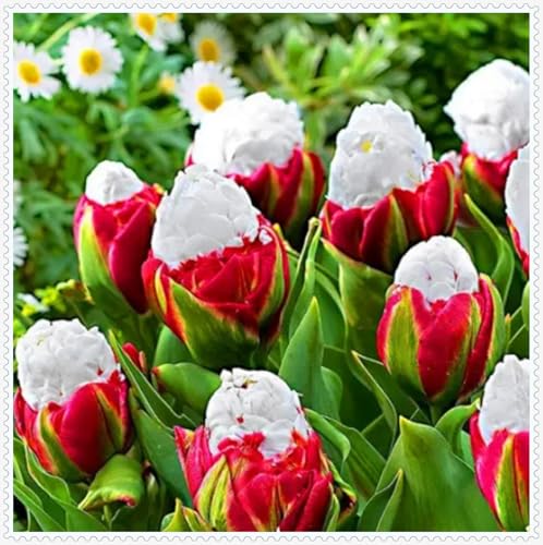 Tulpenzwiebeln,Gartenliebhaber,Gartenpflanzen,Winterhart,Tulpen Zwiebeln MehrjäHrig,Tulpen,Winterhart MehrjäHrig-15zwiebeln-A Tulpenzwiebeln,Gartenliebhaber,Gartenpflanzen,Winterhart,Tulpen Zwiebeln MehrjäHrig,Tulpen,Winterhart MehrjäHrig-15zwiebeln-A von MHOLDC