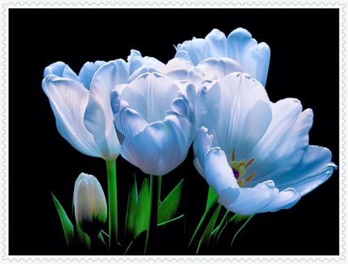 Tulpenzwiebeln,Gartenliebhaber,Gartenpflanzen,Winterhart,Tulpen Zwiebeln MehrjäHrig,Tulpen,Winterhart MehrjäHrig-3zwiebeln-B Tulpenzwiebeln,Gartenliebhaber,Gartenpflanzen,Winterhart,Tulpen Zwiebeln MehrjäHrig,Tulpen,Winterhart MehrjäHrig-3zwiebeln-B von MHOLDC