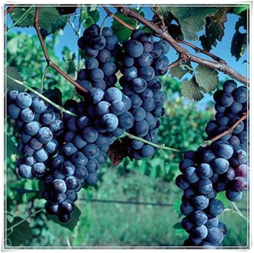 Weinreben Rhizome,Winterhart Rhizome,Weinreben,Weinreben Rhizome,Winterhart Mehrjährig,Kernlose Rhizome-2 Rhizome-H Weinreben Rhizome,Winterhart Rhizome,Weinreben,Weinreben Rhizome,Winterhart Mehrjährig,Kernlose Rhizome-2 Rhizome-H von MHOLDC