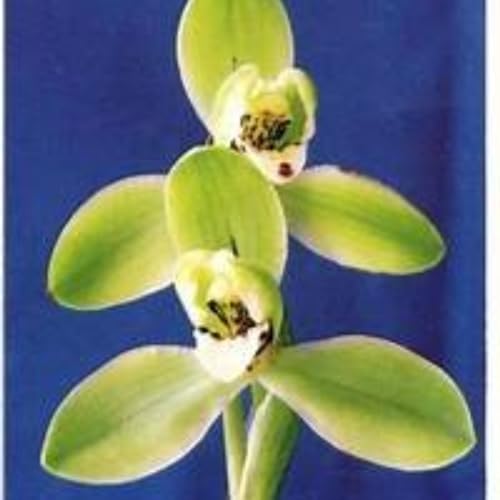 Cymbidium blumenzwiebeln,cymbidium orchideepflanze,winterhart Mehrjährig,cymbidium künstlich,Sie eignet sich für die Betrachtung im Innen Außenbereich,Orchideen Pflanzen.-8zwiebeln-C von MHTSNW