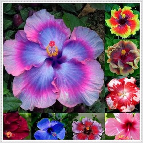 Hibiscus,pflegeleicht,winterhart mehrjäHrig,Hibiscus mehrjährig,seltene,Garten,Schnittblumen,Hibiskus Winterhart,Wasserbedarf gering.-2knolle-C Hibiscus,pflegeleicht,winterhart mehrjäHrig,Hibiscus mehrjährig,seltene,Garten,Schnittblumen,Hibiskus Winterhart,Wasserbedarf gering.-2knolle-C von MHTSNW