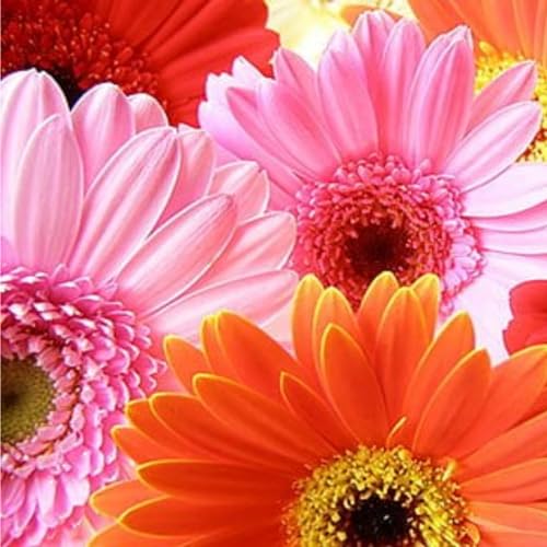Sonnenblumen samen,winterhart Mehrjährig,werden von allen geliebt,helianthus annuus,haben wunderschöne Blüten,sind sehr dekorativ,Blumensamen Helianthus,Sonnenblumensamen Saatgut.-1000samen-B von MHTSNW